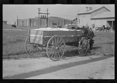 Wagonload of cotton near the gin. Vicinity of Moundville, Alabama, 1936
